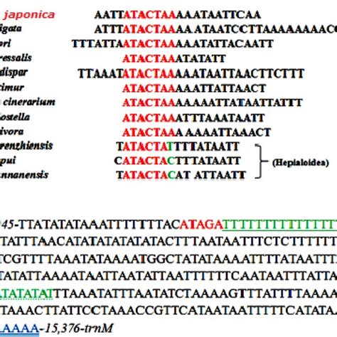 A Alignment Of The Intergenic Spacer Region Between Trns Ucn And