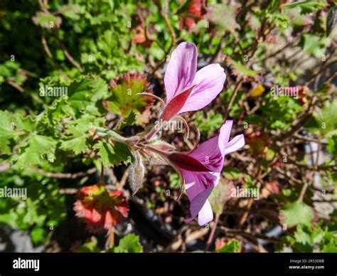 Natural Close Up Flowering Plant Portrait Of Pelargonium Citriodorum