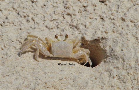 Cangrejo Fantasma Ocypode Quadrata Ecoregistros