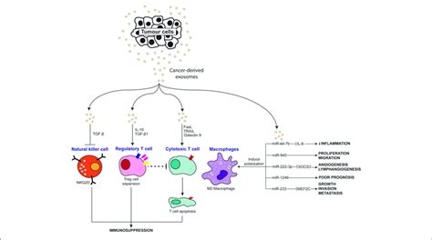 Scheme Depicting The Anti Inflammatory Effects Of Tumor Derived