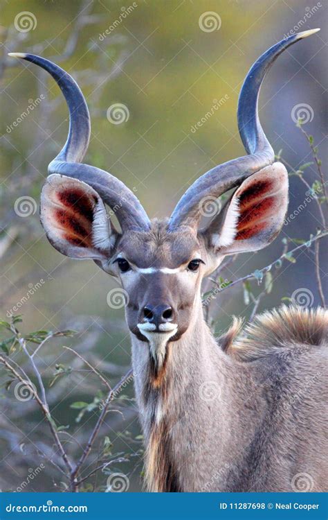 Kudu Bull - Spiralled Horns Stock Image | CartoonDealer.com #26082295