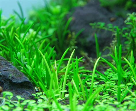 Littorella uniflora - Shoreweed - Flowgrow Aquatic Plant Database