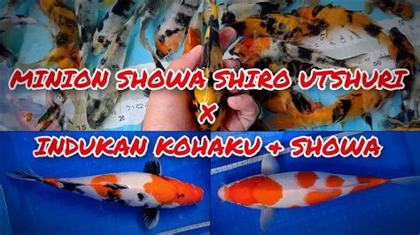 READY IKAN KOI MINION SHOWA SHIRO UTSHURI HINGGA INDUKAN KOHAKU SHOWA