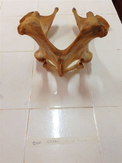 Osso Coxal PELVE Anatomia animal Anatomia Veterinária I