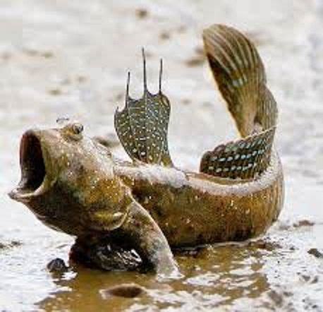 Discover 86 Strange and Weird Aquarium Fish and Tropical Freshwater ...