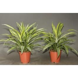 Драцена компакта | отзывы