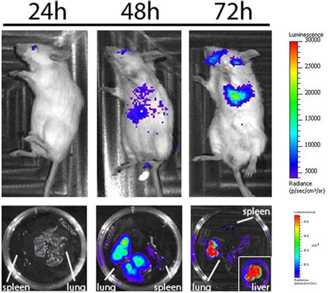 Frontiers In Vivo Bioluminescence Imaging Of Burkholderia Mallei