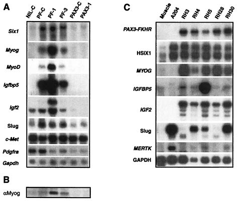 CDNA Microarrays Detect Activation Of A Myogenic Transcription Program