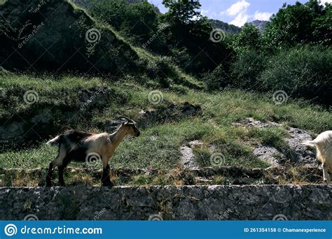 Mountain Goats With Big Horns Calm Walking Through The Stones Of The