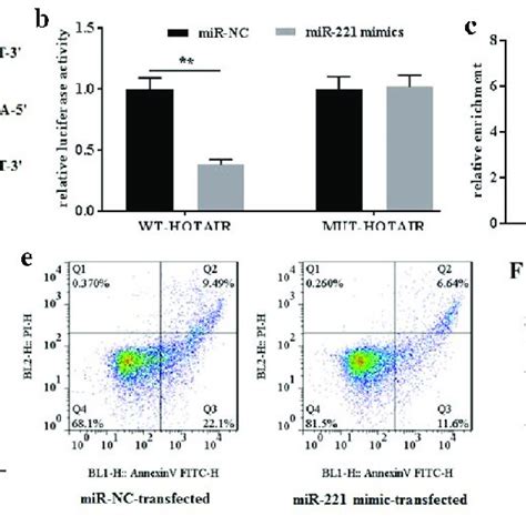 MiR 221 Interacted With HOTAIR And Inhibited Its Effects On Apoptosis