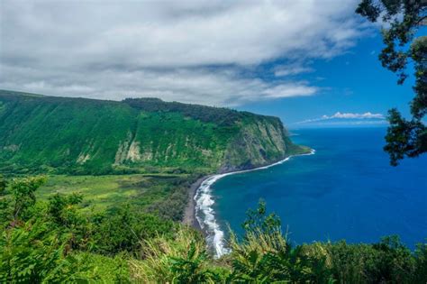 Kohala - Mountain Field Guide