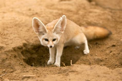 15 Things Fennec Foxes Like to Eat Most (Diet, Care & Feeding Tips)