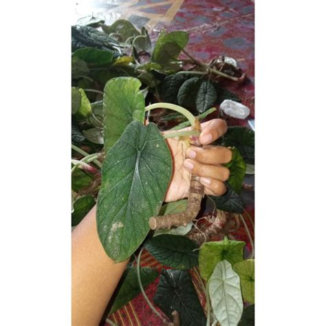 Jual Alocasia Melo Badak Bonggol Shopee Indonesia