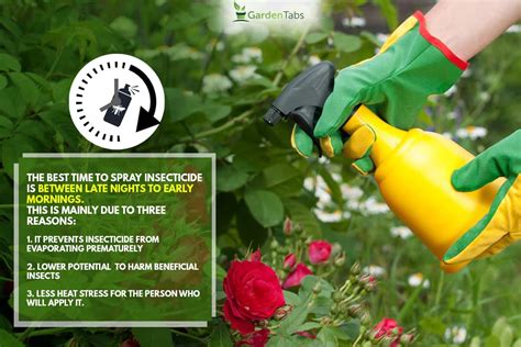 When Is The Best Time To Spray Insecticide