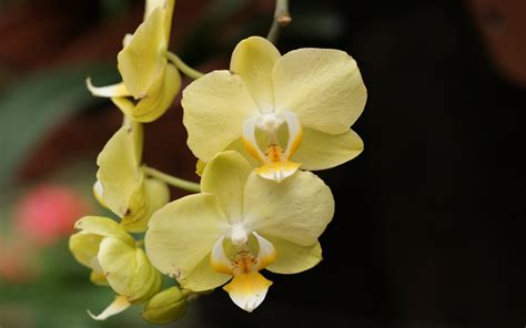 Yellow orchids wallpaper | 1920x1200 | #32601