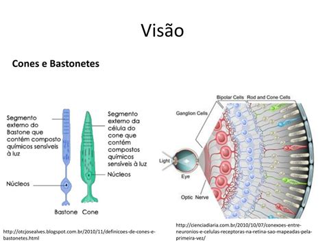 Cones E Bastonetes Olho