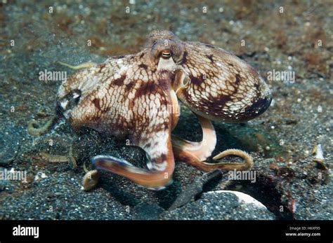 Veined Octopus Or Coconut Octopus Amphioctopus Marginatus Lembeh