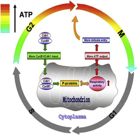 Cyclin B1 Cdk1 Coordinates Mitochondrial Respiration For Cell Cycle G2