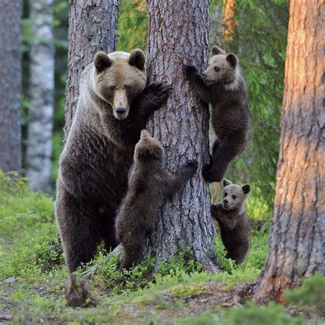 Nat Geo Wild France On Instagram Profitez D Un Weekend En Famille