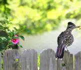 Roadrunner - Description, Habitat, Image, Diet, and Interesting Facts