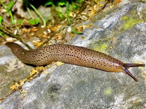 Limax millipunctatus · iNaturalist