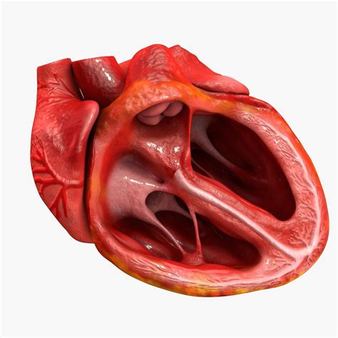 D Model Animated Realistic Human Heart Medically Accurate Vr Ar