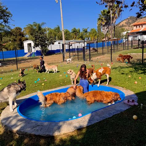 Villa Pet Ibiporã - Diversión, descanso y cuidado en un... - Villa Pet Resort | Facebook
