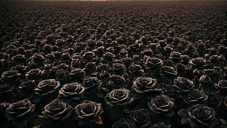 Black Rose Wallpaper Background, Black Rose, Black Flower Photo, Black ...