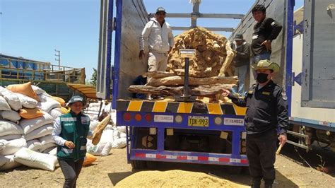 Piura Intervienen Tr Iler Con Toneladas De Palo Santo Camuflado Con