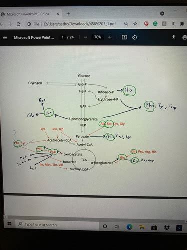 Biochem Iii Chapter 24 Flashcards Quizlet