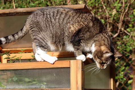 Hoe Hou Je Katten Uit De Tuin KleineTuinen Nl