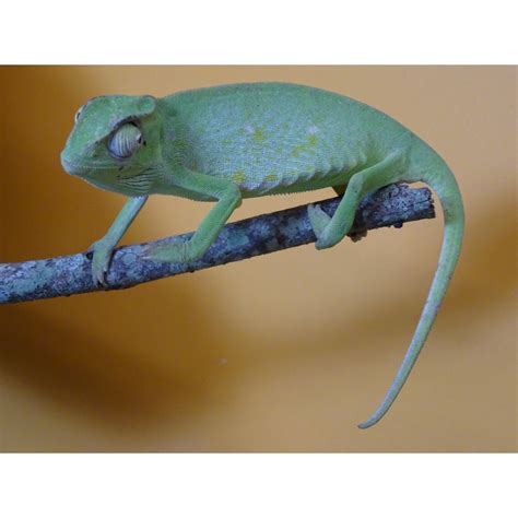 Senegal Chameleon Juvenile To Adult Strictly Reptiles