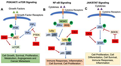 The Immune Regulatory Role Of Protein Kinase Ck And Its Implications