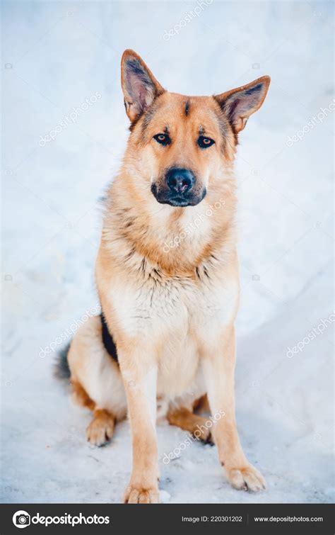 German Shepherd Street Winter Background Snow Performs Command Sit ...