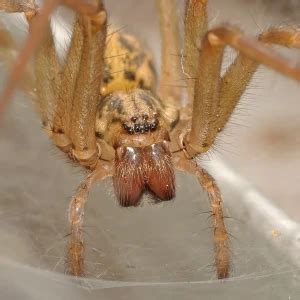 Giant house spider - Facts, Diet, Habitat & Pictures on Animalia.bio