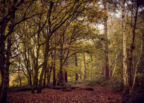 Forest Poster Picture Metal Print Paint By Svetlana Sewell Displate