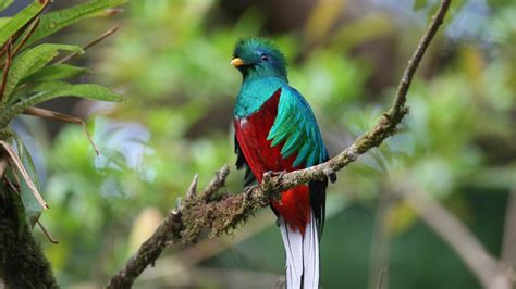 ケツァール 鳥写真の壁紙プレビュー