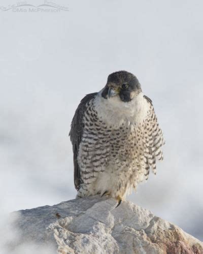 Snowy Peregrine Falcon Mia McPherson S On The Wing Photography