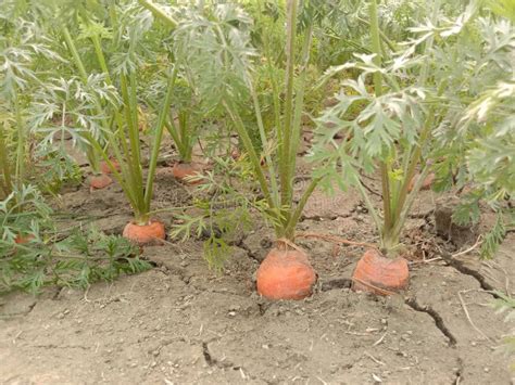 Carrot Farm on Field for Harvest Stock Image - Image of dripped, health ...