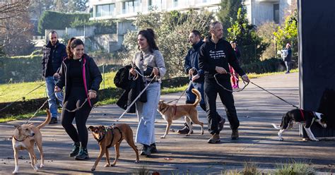 Canil Gatil De Santo Tirso Realizou C Ominhada De Natal