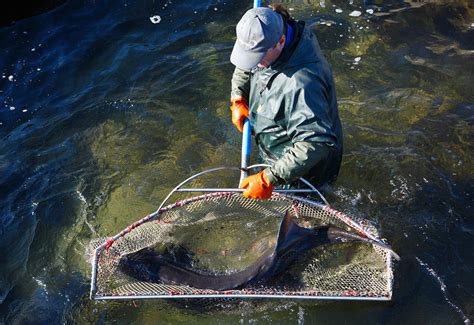 Challenges of sturgeon farming - Plantin Kaviari - Caviar & Truffle Experts