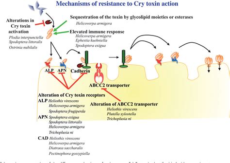 Pdf Bacillus Thuringiensis Insecticidal Three Domain Cry Toxins Mode