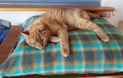 Wooly Down Cat Beds - THE LIVING FARM