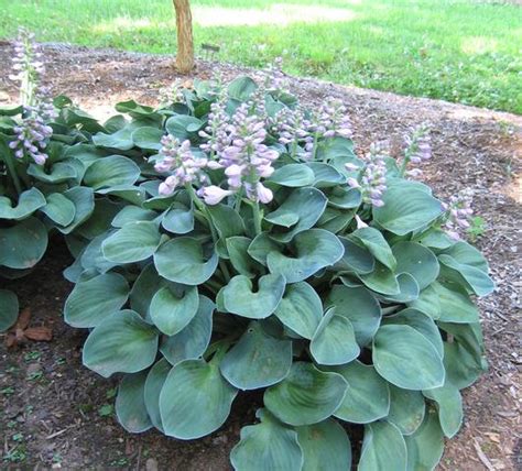 Hosta 'Blue Mouse Ears' Pre-Order for Spring 2025 from Leo Berbee Bulb Company