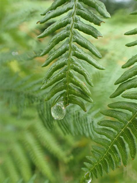 Kostenlose Foto Baum Natur Ast Fallen Tau Pflanze Blatt Blume