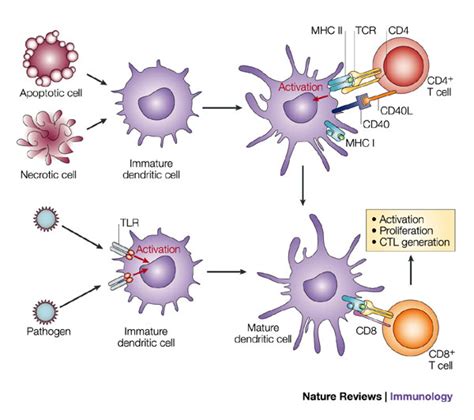 cell antigen-presenting : Biological Science Picture Directory ...