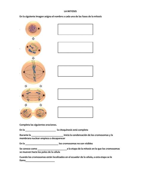 Actividad Online De Etapas De La Mitosis Para Tercer Semestre Media