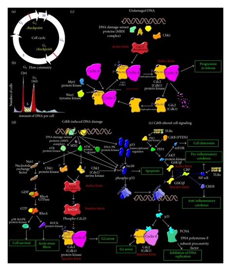 Cdtb Induced Inhibitory Pathways A Schematic Representation Of