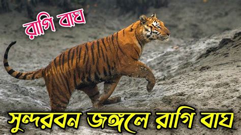 Sundarban Royal Bengal Tiger সুন্দরবন জঙ্গলে রাগি বাঘ Royal Bengal