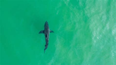 Huge Great White Shark Spotted Right Off Of A Busy Massachusetts Beach